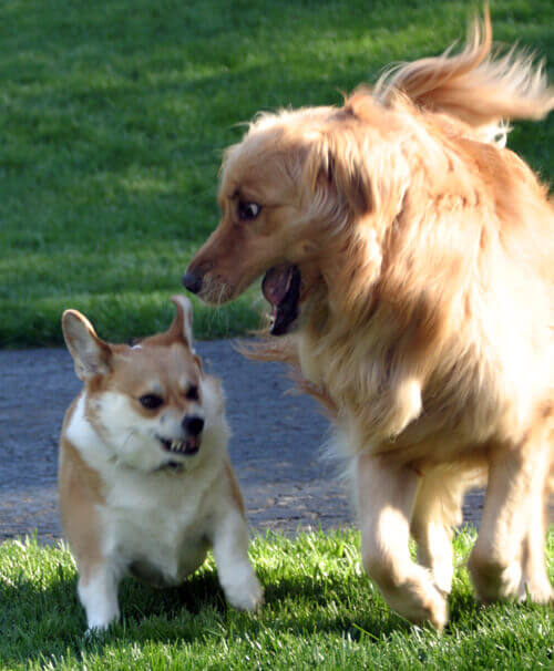 dogs playing