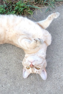 Yellow Cat on sidewalk