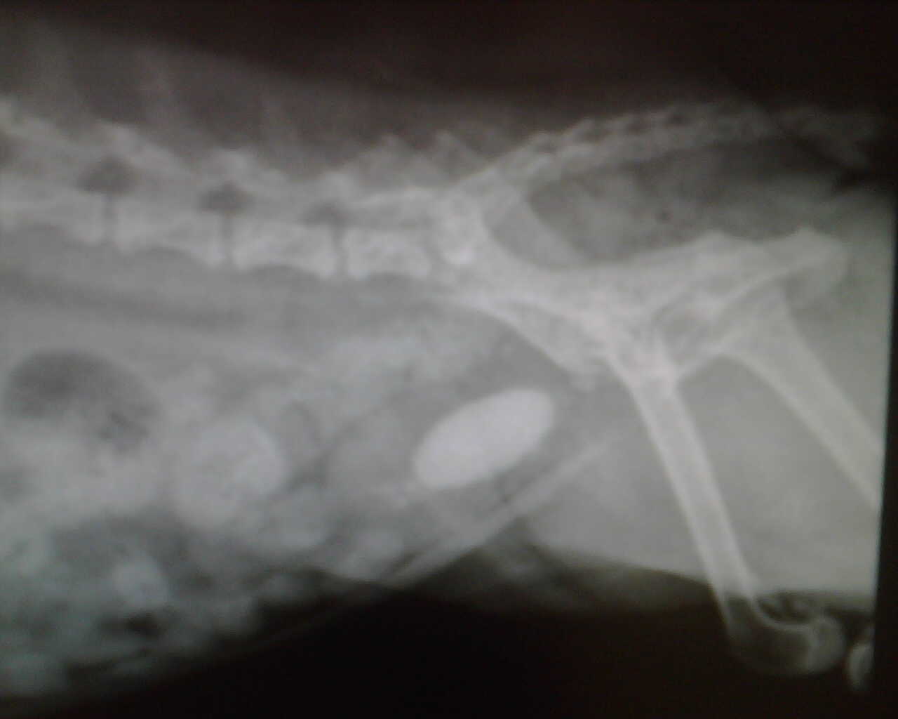 X-Ray