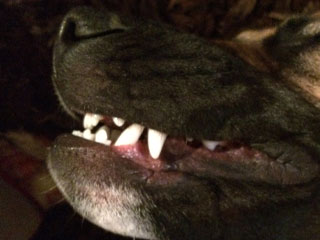 Dog Teeth