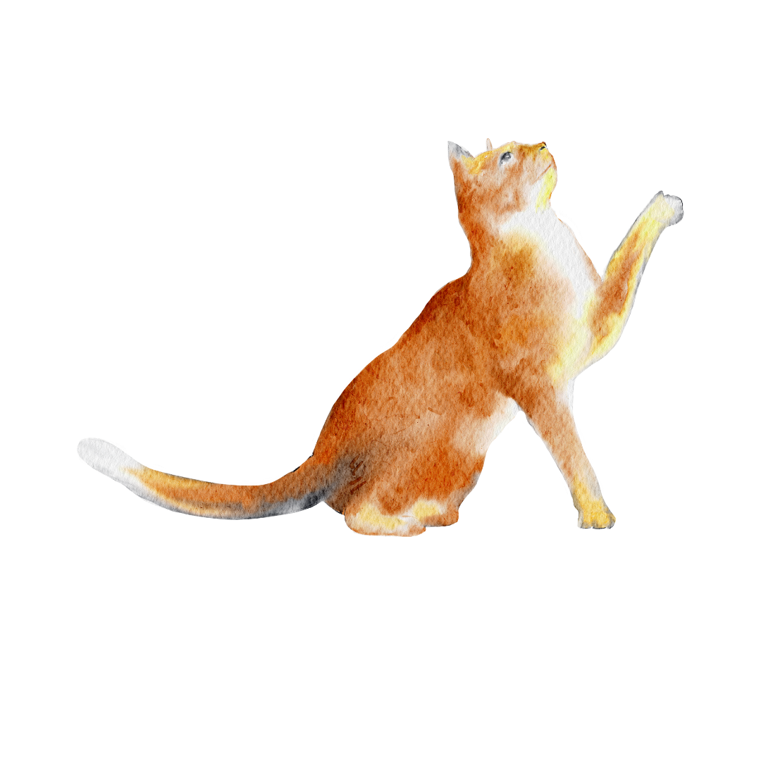 cat illustration orange 