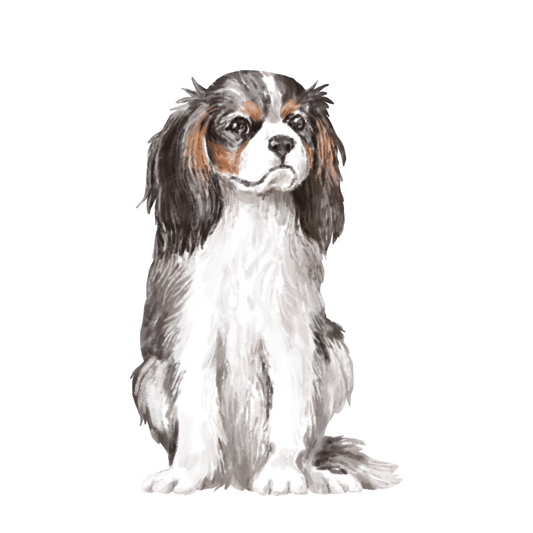 cavalier king charles