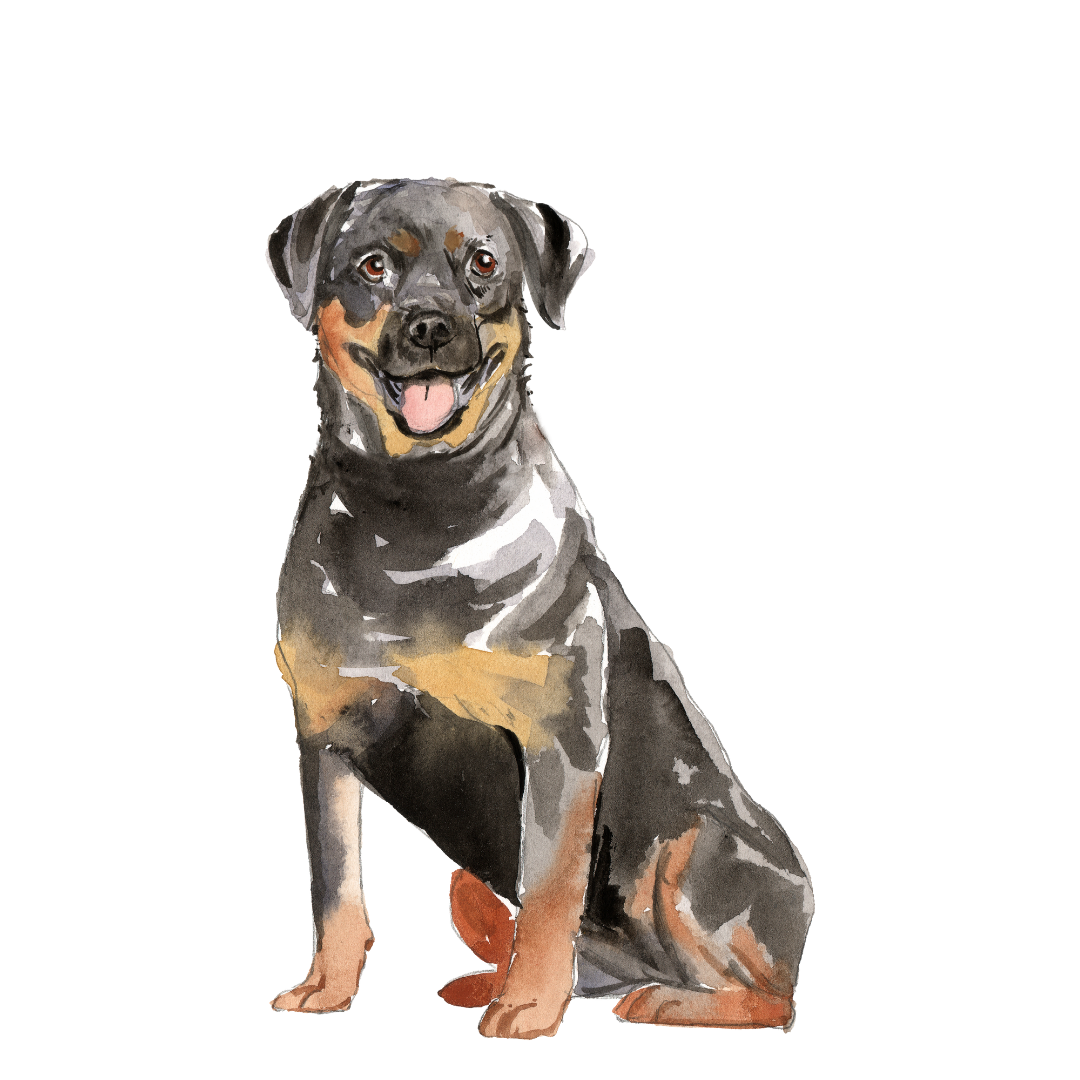 rottie