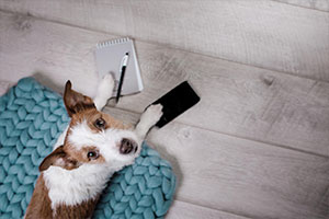 Pet Info