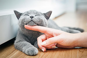 Pet Info